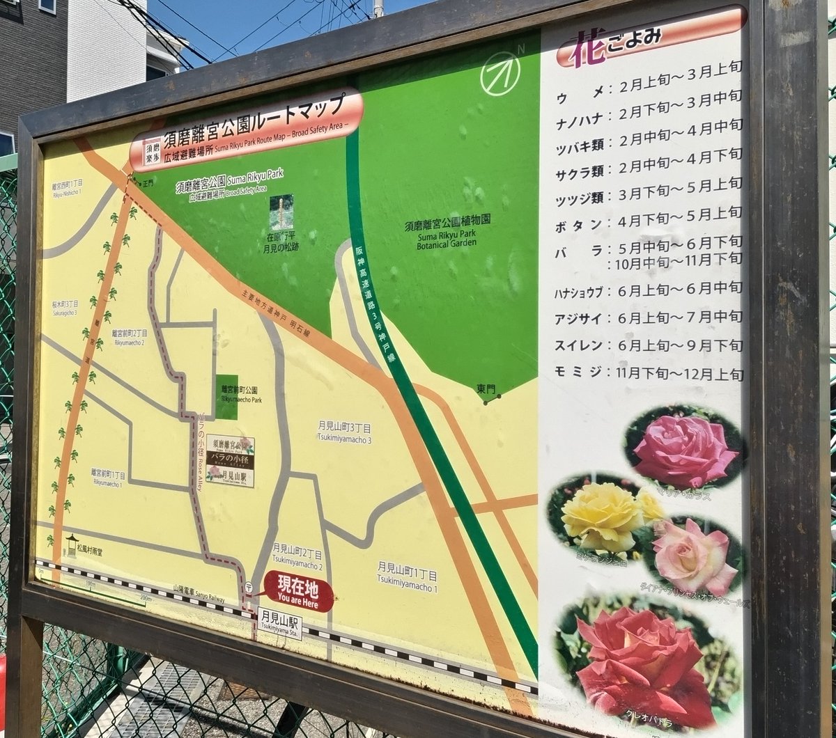 kobe_machiguide's tweet photo. 須磨離宮公園のバラが5月10日（日）10:30時点で見頃を迎えています！色とりどりの美しいバラが咲き誇り、甘い香りがフワッと広がります。森の緑や野鳥のさえずりにも包まれる癒しのひととき。山陽電車「月見山」駅からはバラの小径を辿り徒歩約10分で到着します。 https://t.co/3HDa75SCs1