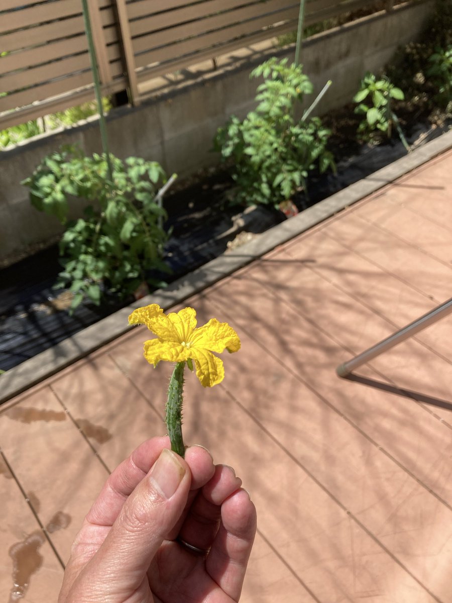 otatomot's tweet photo. きゅうりの赤ちゃん。
今は株を育てる時期なので、ごめんね。 https://t.co/7WJ3Dg7i9R
