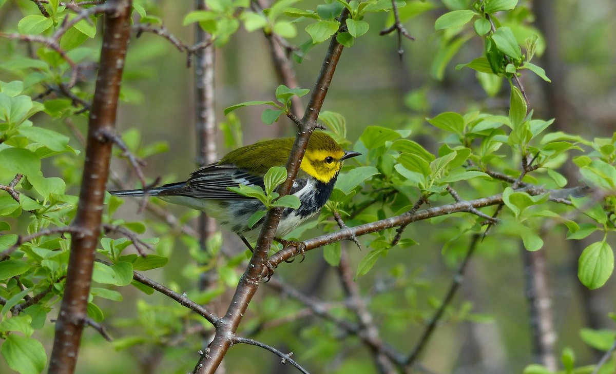 TurkeyPointPP's tweet photo. 🐦Happy World Migratory Bird Day! Here are some of the awesome birds you might see in our park! 

👀The first image is a Blackburnian Warbler, and the second image is a Black-throated Green Warbler! 

#TurkeyPointPP #TPPP #ontarioparks #WorldMigratoryBirdDay https://t.co/AP8xYmzqxT