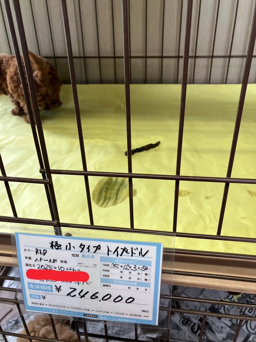 kinakomochi7891's tweet photo. こんな風に展示されている親子の犬や猫を見て「癒し」とは…。
「お母さんは販売できません」って書いてあると思うけど、心が締め付けられんかね…。
ひたすら人間のために繁殖させられ、子犬が売れれば目の前で連れ去られるんだけど… https://t.co/gOHlHlLA86