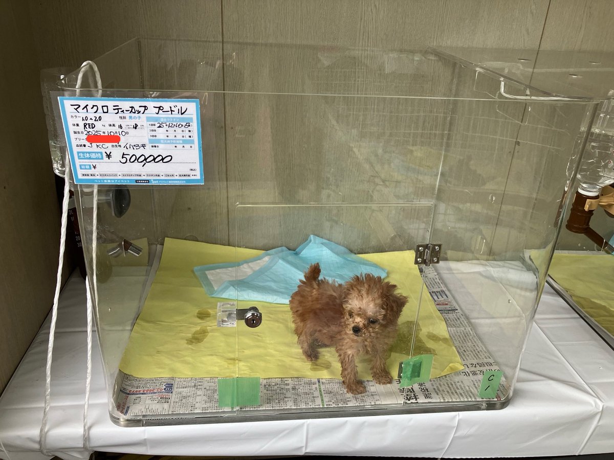 こんな風に展示されている親子の犬や猫を見て「癒し」とは…。
「お母さんは販売できません」って書いてあると思うけど、心が締め付けられんかね…。
ひたすら人間のために繁殖させられ、子犬が売れれば目の前で連れ去られるんだけど…