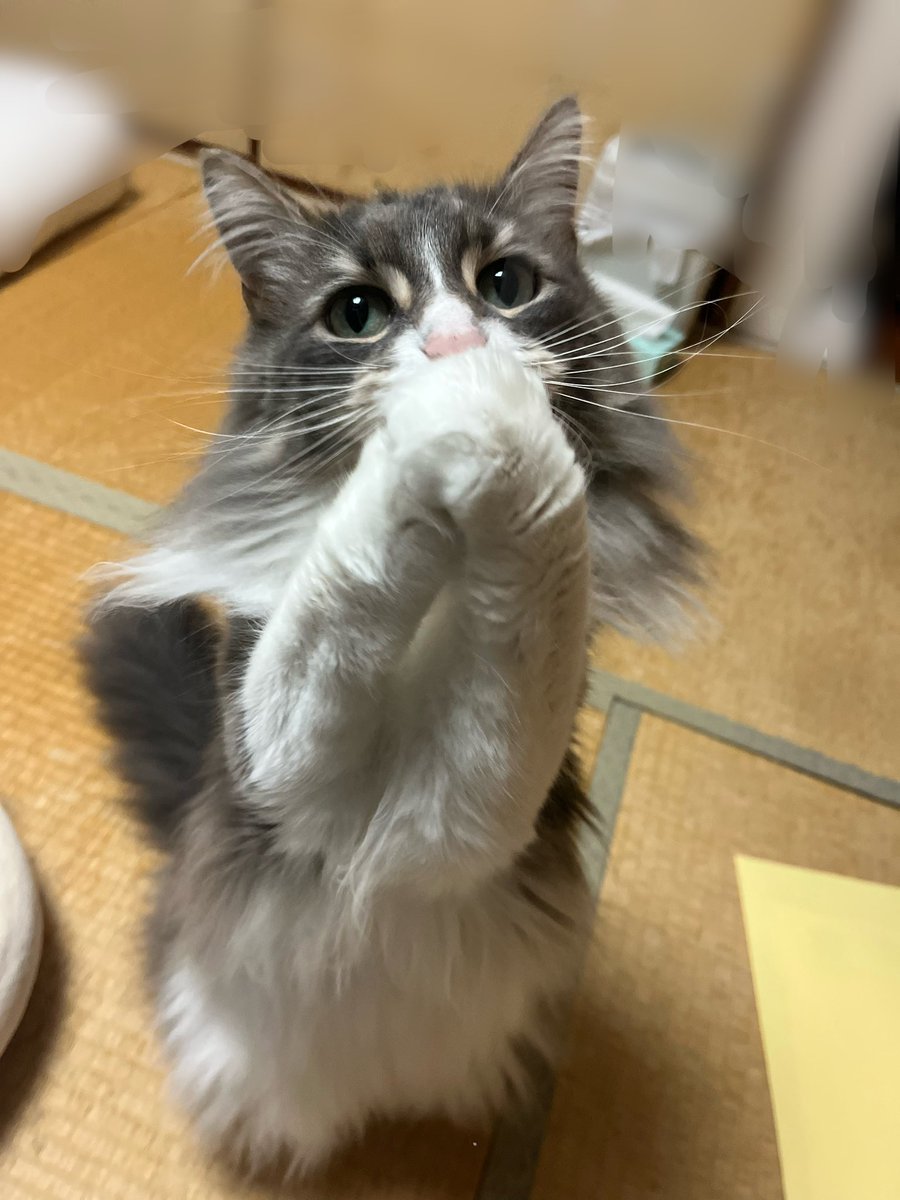 Guu0301's tweet photo. えっ♡
かいぬし、おやすみ？

#猫

 \ととくんには ないしょね！/ https://t.co/k5VXwNgcEN