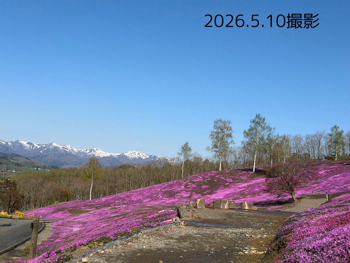 5/10北海道滝上町芝ざくら情報】 ・本日🌸5/10 14:00~16:00芝ざくら