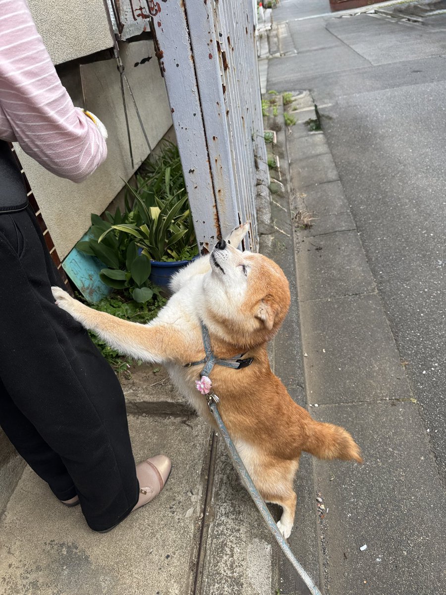 豆柴のペル 女子 tweet media