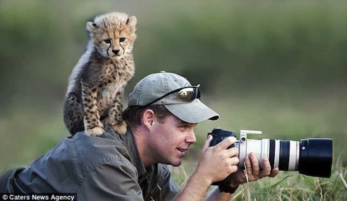 Cat is life ~猫は人生~ tweet media