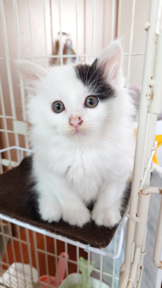 おはるぅ❤

今日はチッもシャーも無かったよ(´｡✪ω✪｡ ` )

 #ふわ猫のるぅ
