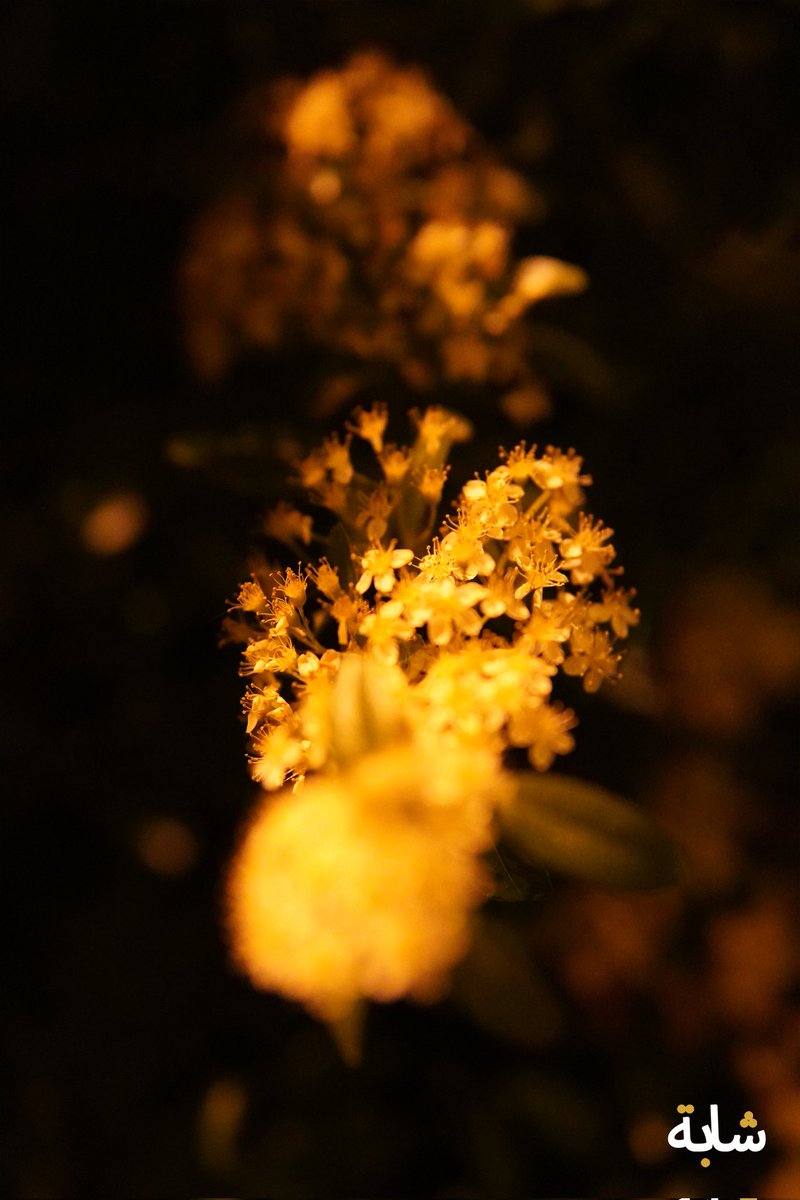chaba_alg's tweet photo. Bonjour ! #nuit #fleurs #branches #arbre #vert
❤️😁😉💚💕
2026-05-07 03:38:24 (UTC+2) https://t.co/v8bF3QIMME