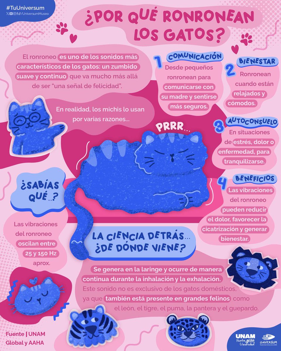 El ronroneo felino se genera en la laringe y ocurre durante la inhalación y la exhalación. Este sonido cumple funciones fisiológicas y conductuales, y no es exclusivo de los gatos domésticos.
Infografía de <a href="/UniversumMuseo/">Universum Museo</a> 👇.