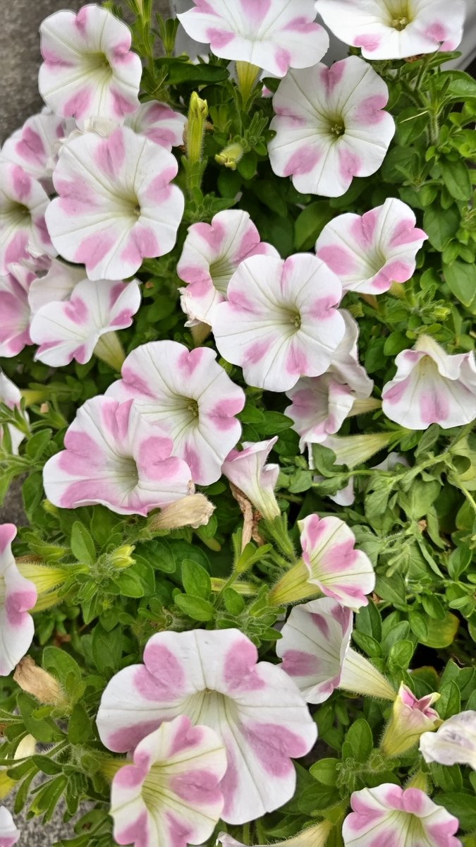 TLを花でいっぱいにしよう #Flower