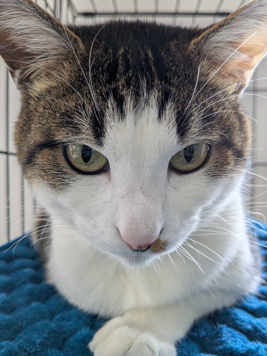 cutshoplefty's tweet photo. おはようございます☀️
今日もよろしくお願いします😺 https://t.co/HnmzmS0yis