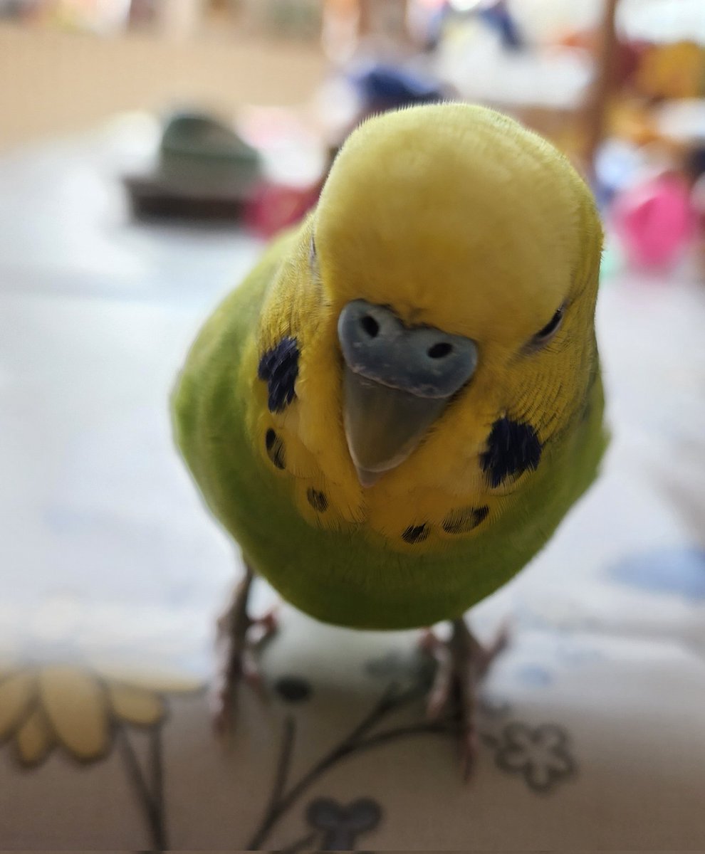 この子を産んでくれたママちゃんありがとう💐 よいいちにちを #インコ