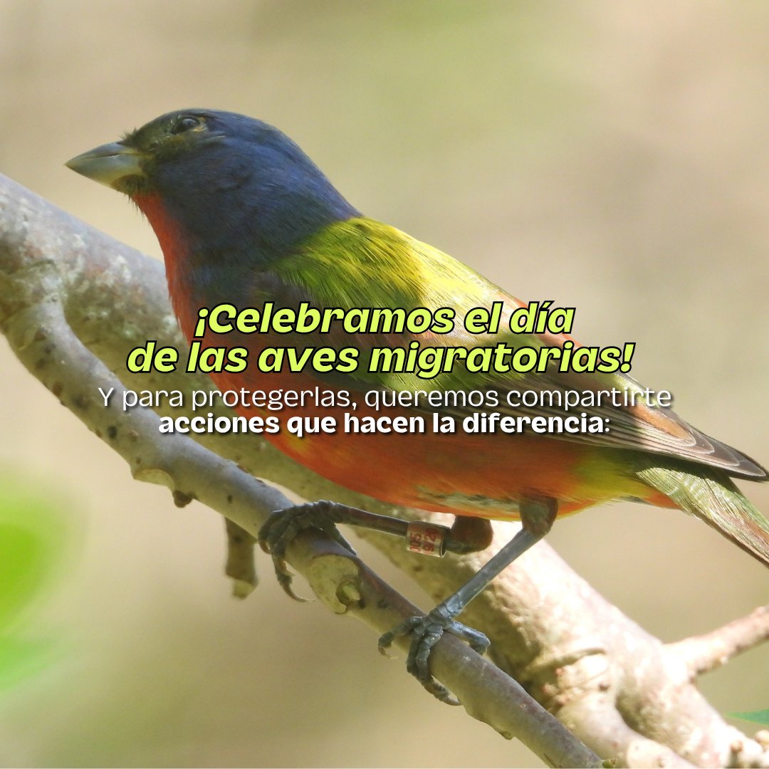 XelHaPark's tweet photo. En el día de las aves migratorias, celebramos a estas viajeras que recorren miles de kilómetros y conectan ecosistemas en todo el mundo. 🪶🌎
Te compartimos pequeñas acciones que pueden ayudar a protegerlas y conservar sus hogares: ¡conoce más y súmate a su conservación! 💚✨ https://t.co/hl5rMwZ1CK