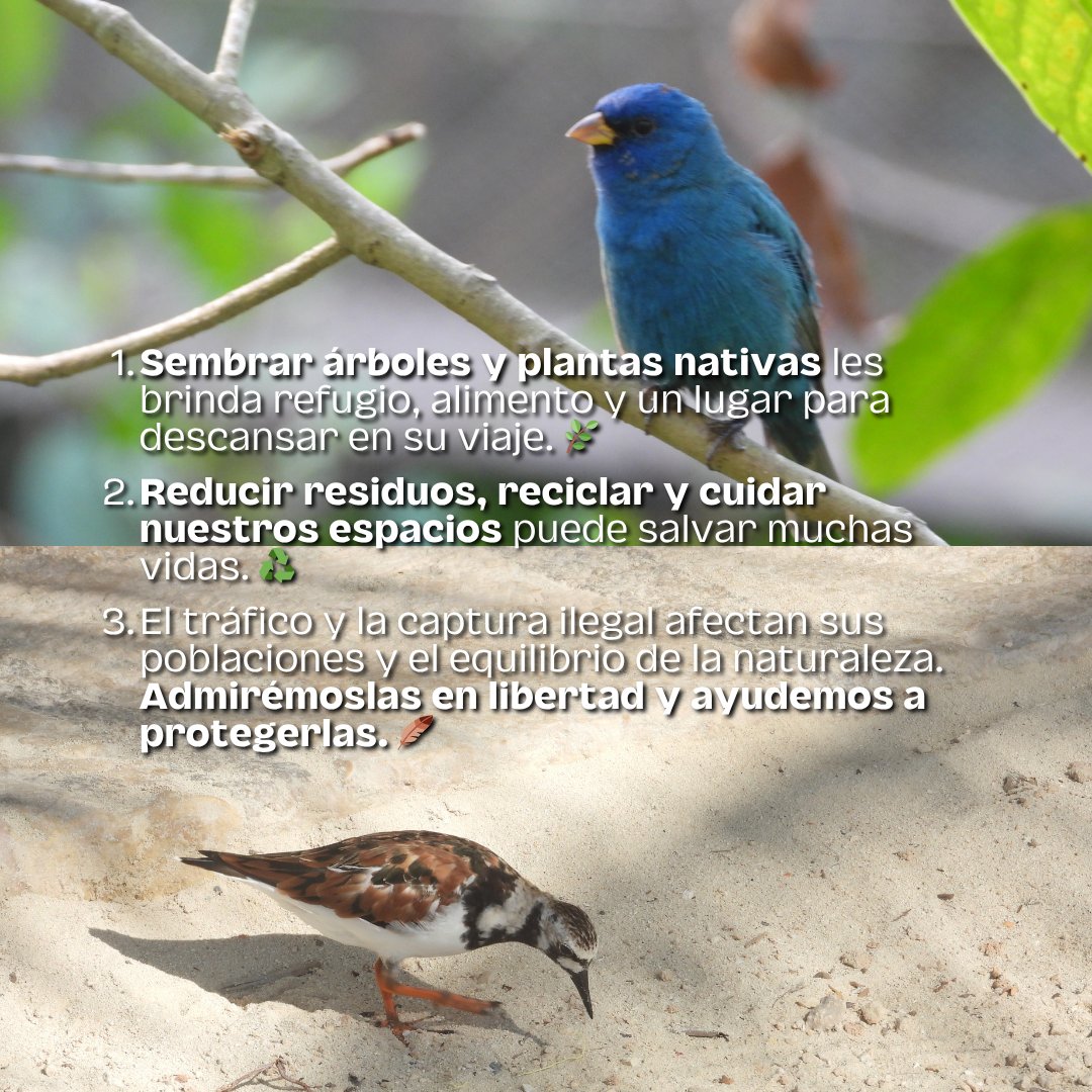 XelHaPark's tweet photo. En el día de las aves migratorias, celebramos a estas viajeras que recorren miles de kilómetros y conectan ecosistemas en todo el mundo. 🪶🌎
Te compartimos pequeñas acciones que pueden ayudar a protegerlas y conservar sus hogares: ¡conoce más y súmate a su conservación! 💚✨ https://t.co/hl5rMwZ1CK