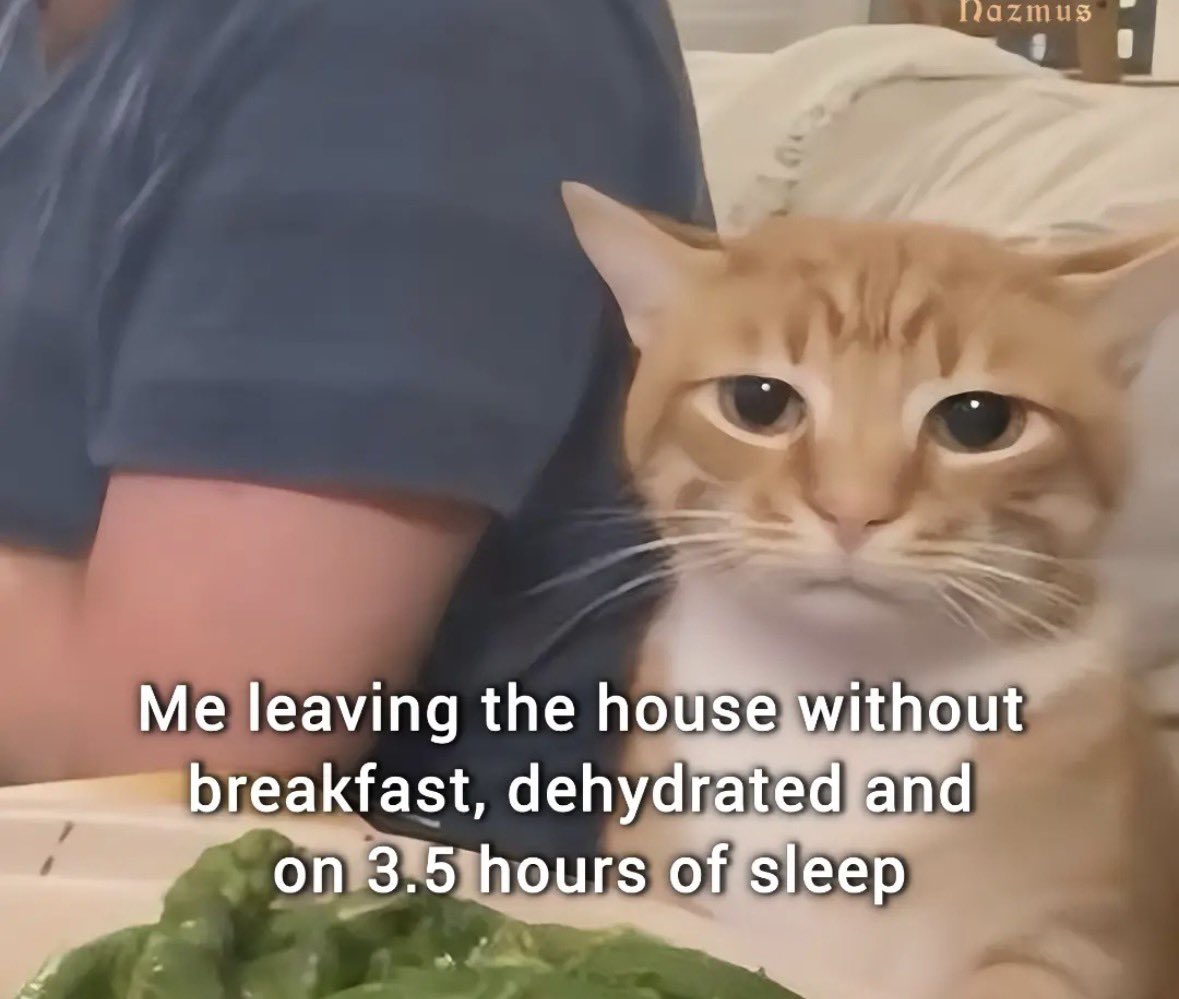 LiterallyMeCats tweet media