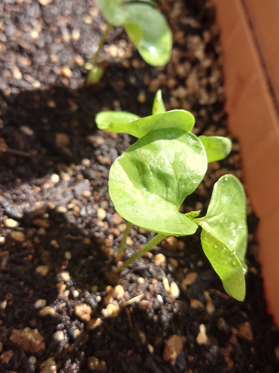 ClamKnit's tweet photo. 今日の和綿ちゃんたち🌱 https://t.co/OfRajm6QZs