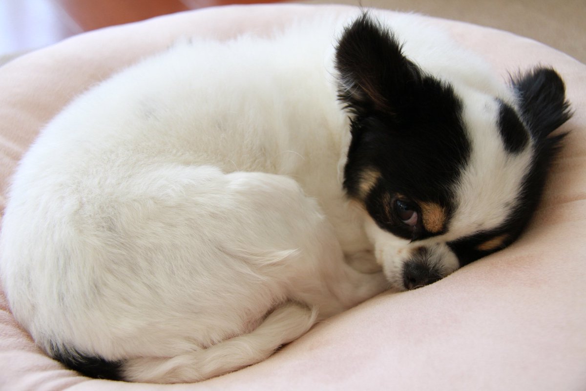 Post by 犬用 on X: ﾓﾁ