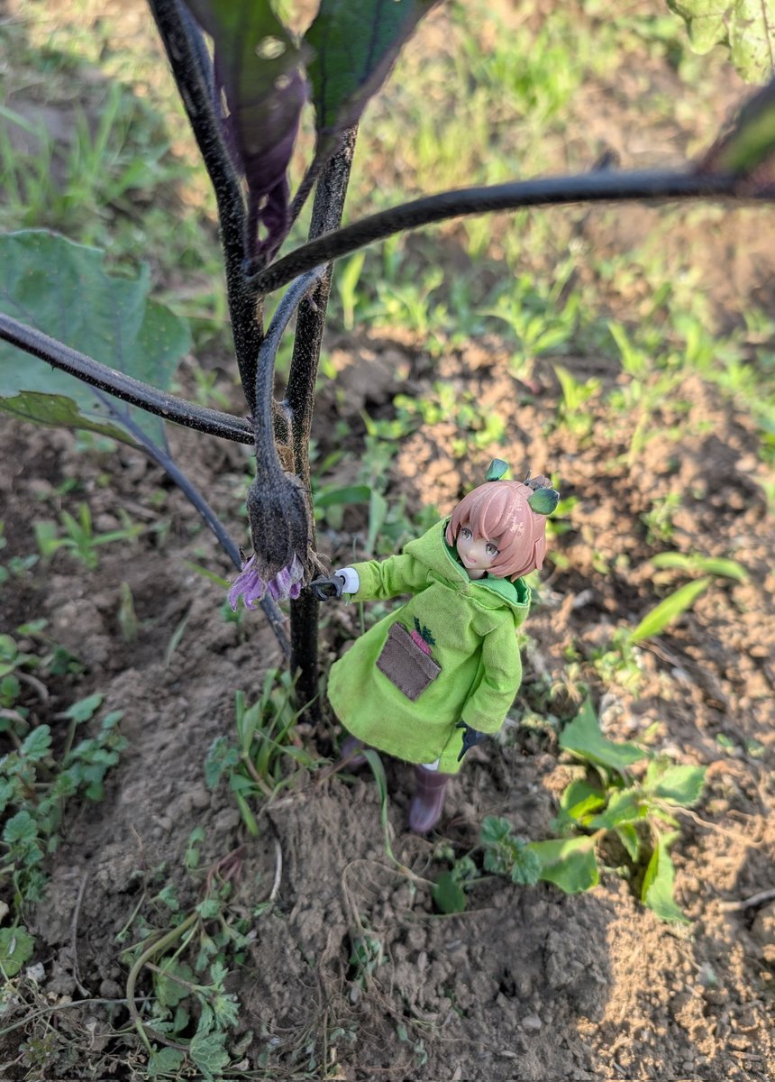 畑のナス🍆に花がついてます
今年も頑張ってほしいすね！

(⁠＾⁠∇⁠＾⁠)⁠ﾉ⁠🍆♪ｶﾞﾝﾊﾞｴ！

#ウチのコ園芸
