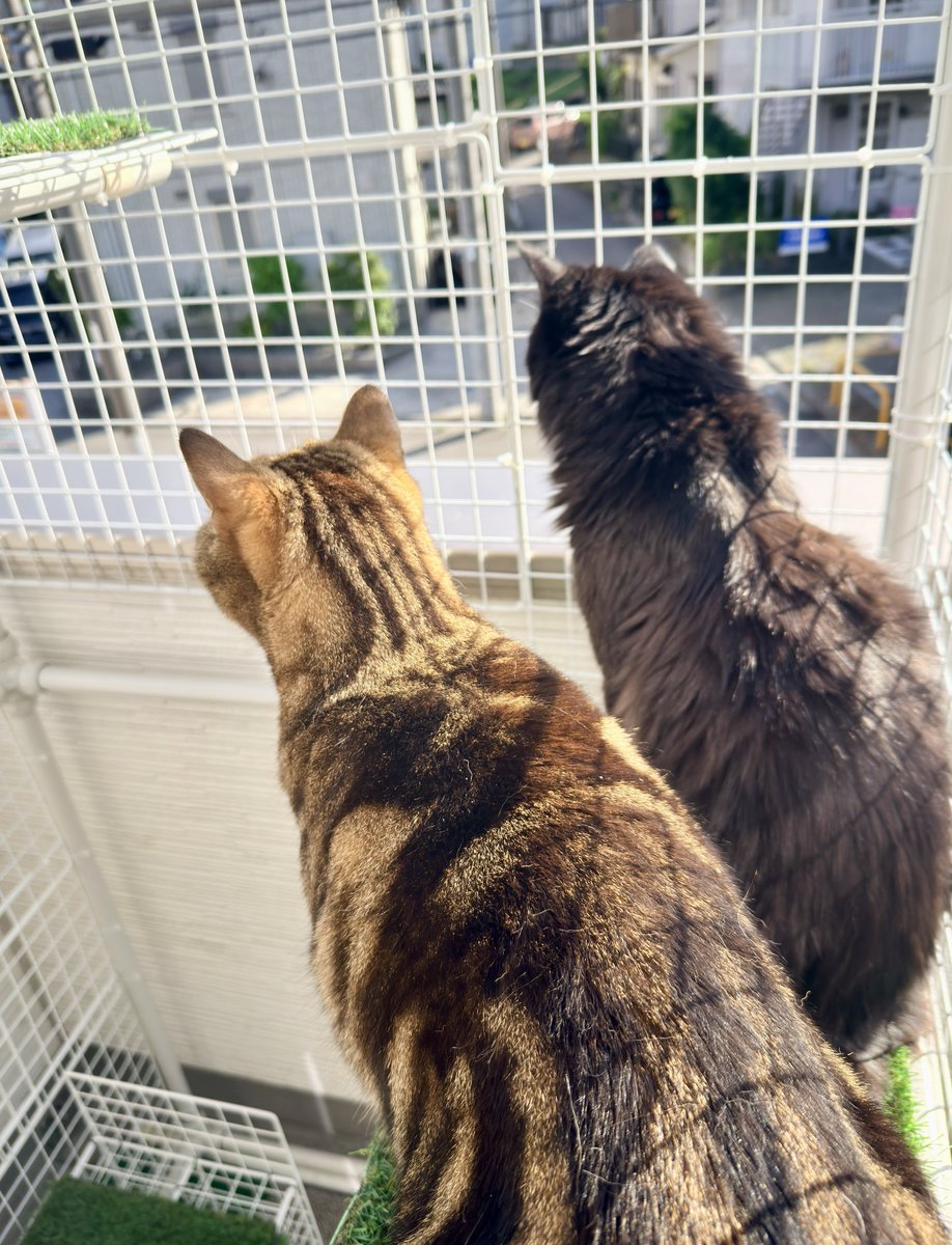 今朝のねこさんは 2匹で仲良くニャルソック🐈🐈‍⬛ 何か発見したみたい