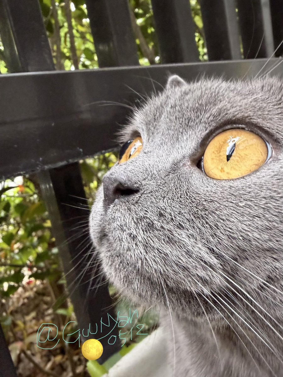 LisaKai2268's tweet photo. 猫🐈は昔から私の一番好きなペット❤️😍で、とても大切に思っています🤗💝🐈🐱 https://t.co/8fus5uP5sT