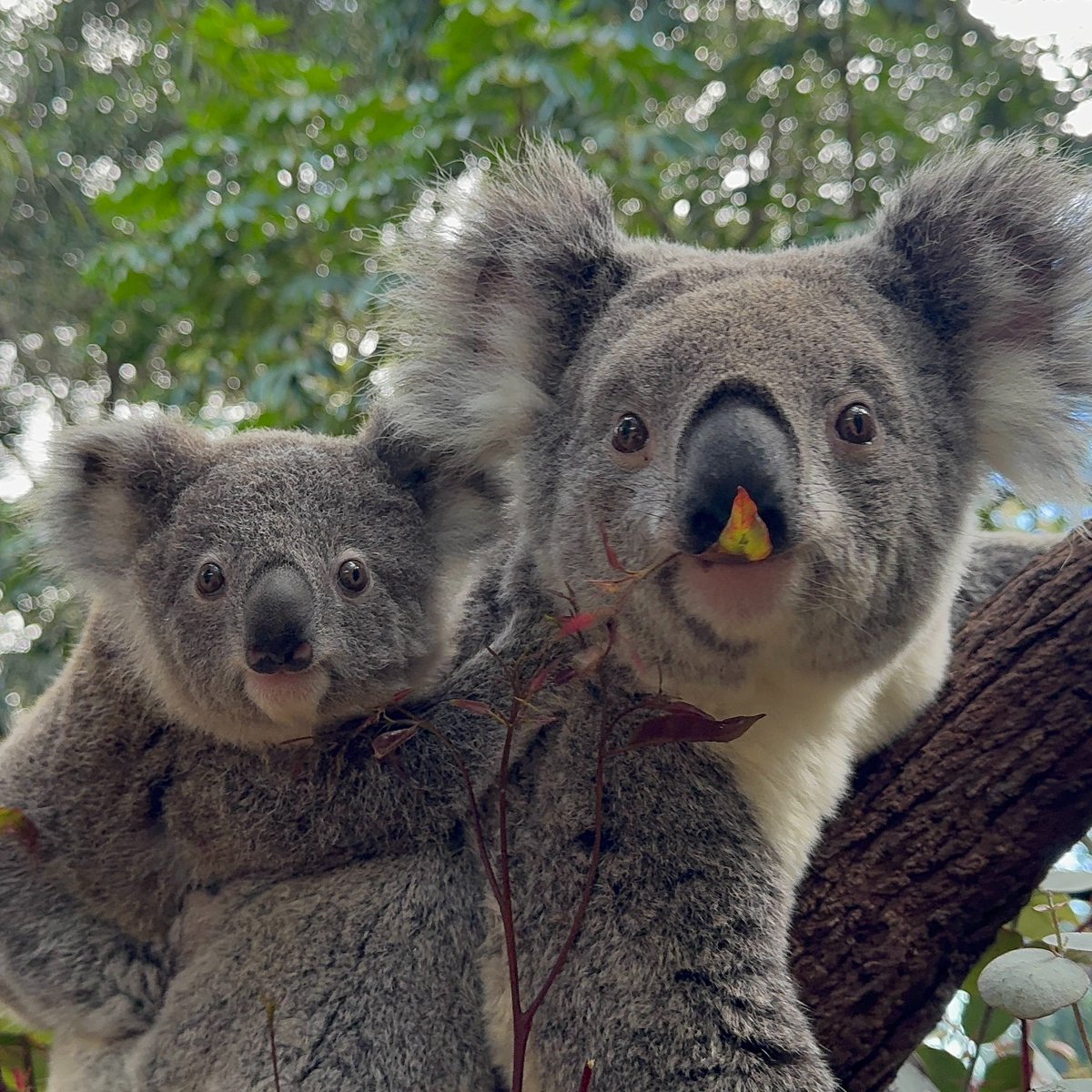 Perth Zoo tweet media