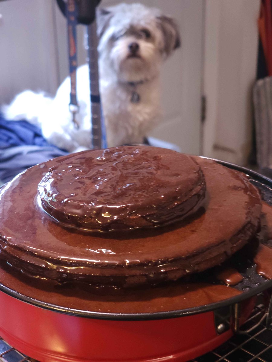 I have made another shitcake (Kladdkaka) with some espresso chocolate icing. 
Guest appearance by my dog.