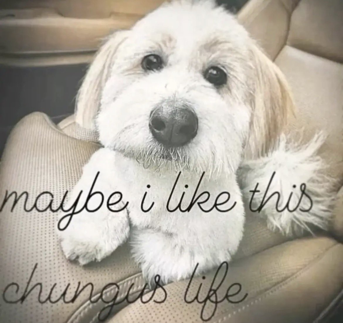 zoë tweet media
