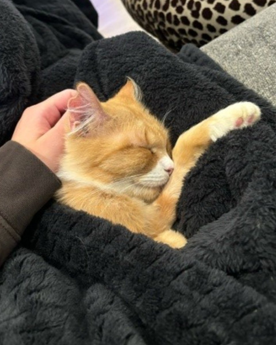 Humane Society of Charlotte tweet media