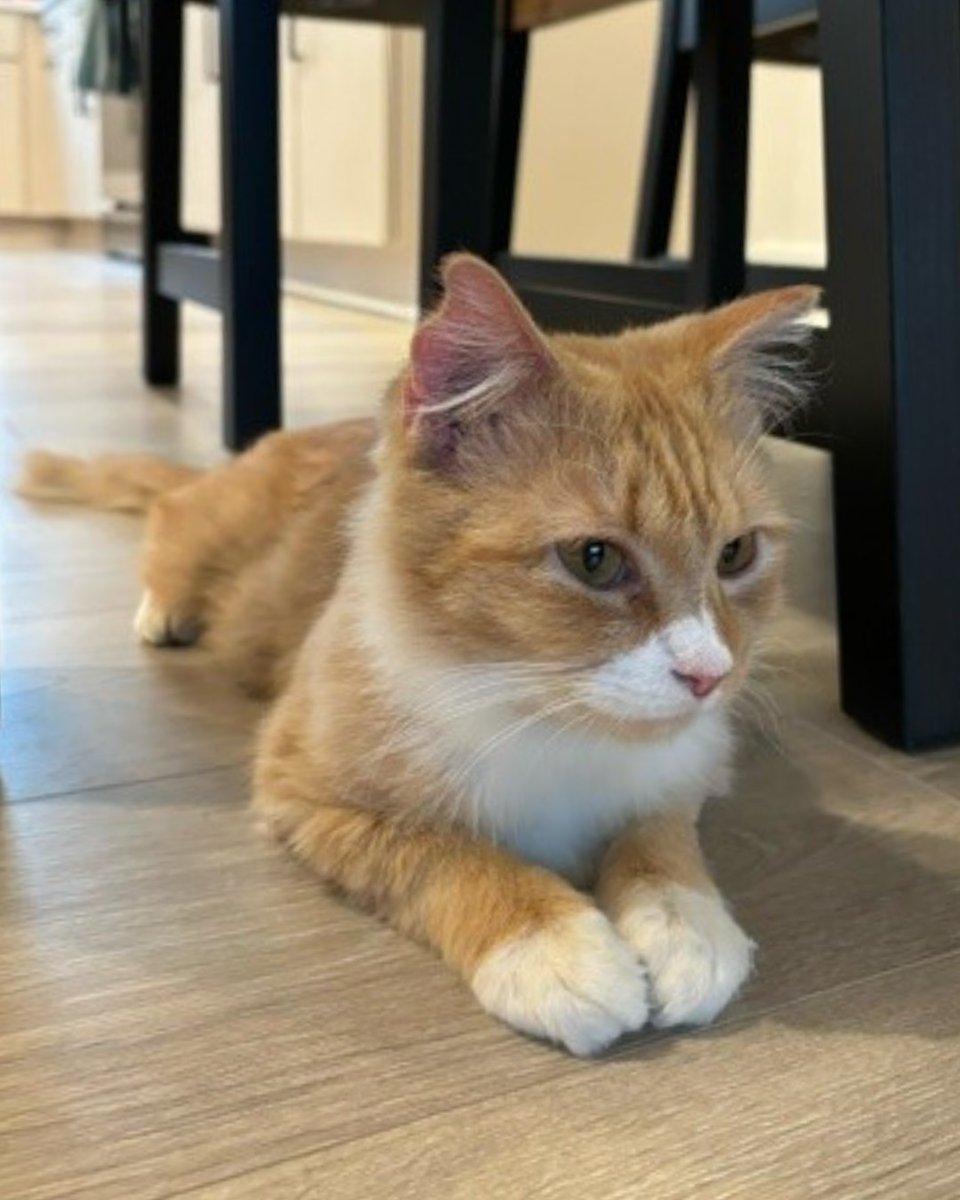 Humane Society of Charlotte tweet media
