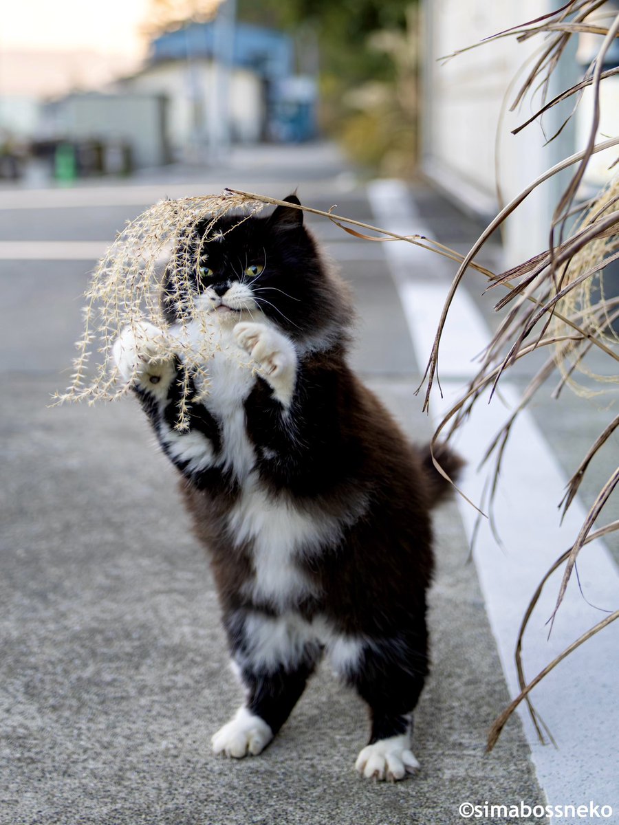 すすきで遊ぶ🐾✨
Playing to the fullest 🐾

#すすき #遊ぶ #猫 #cat