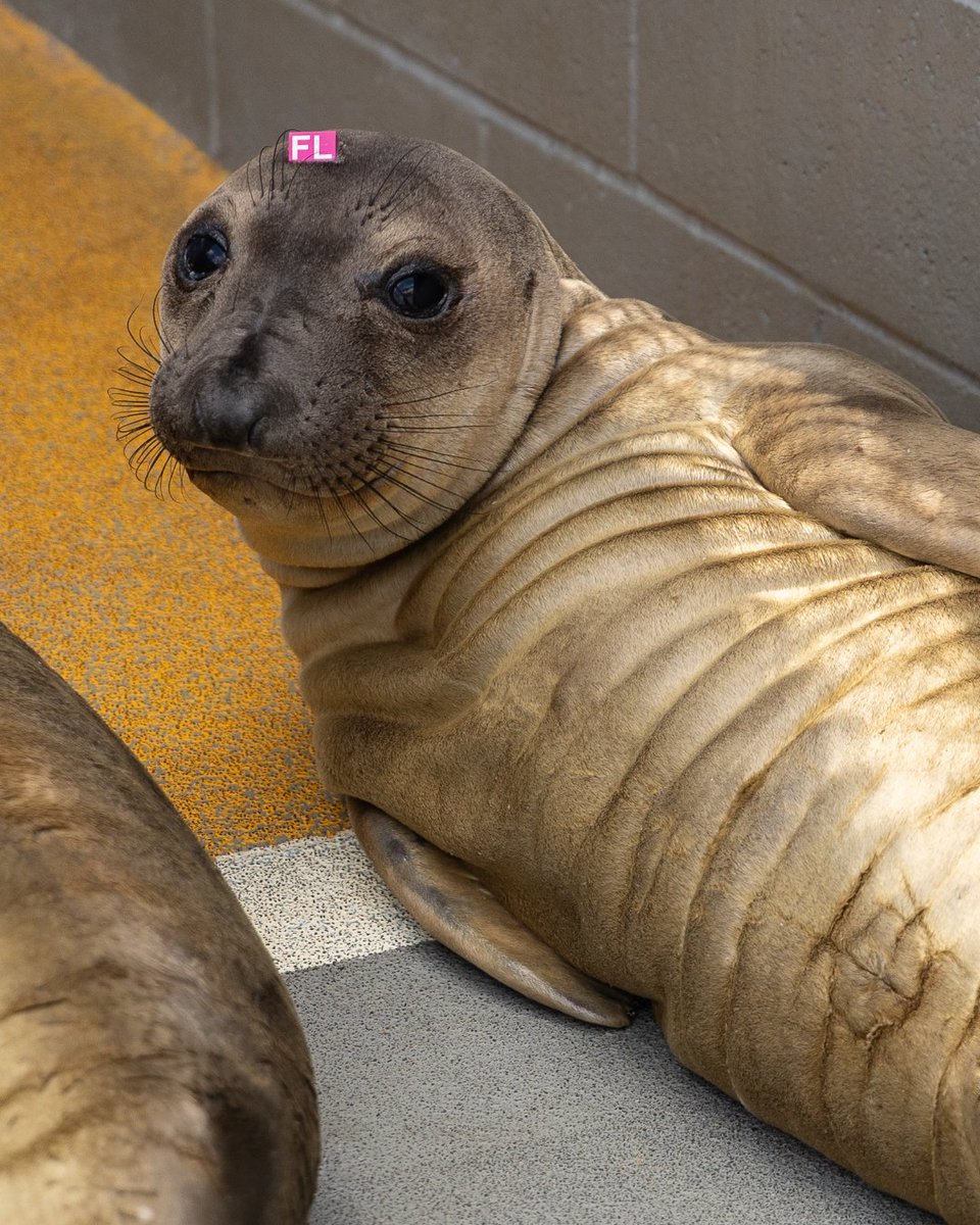 The Marine Mammal Center tweet media