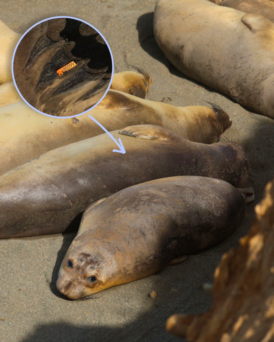 The Marine Mammal Center tweet media