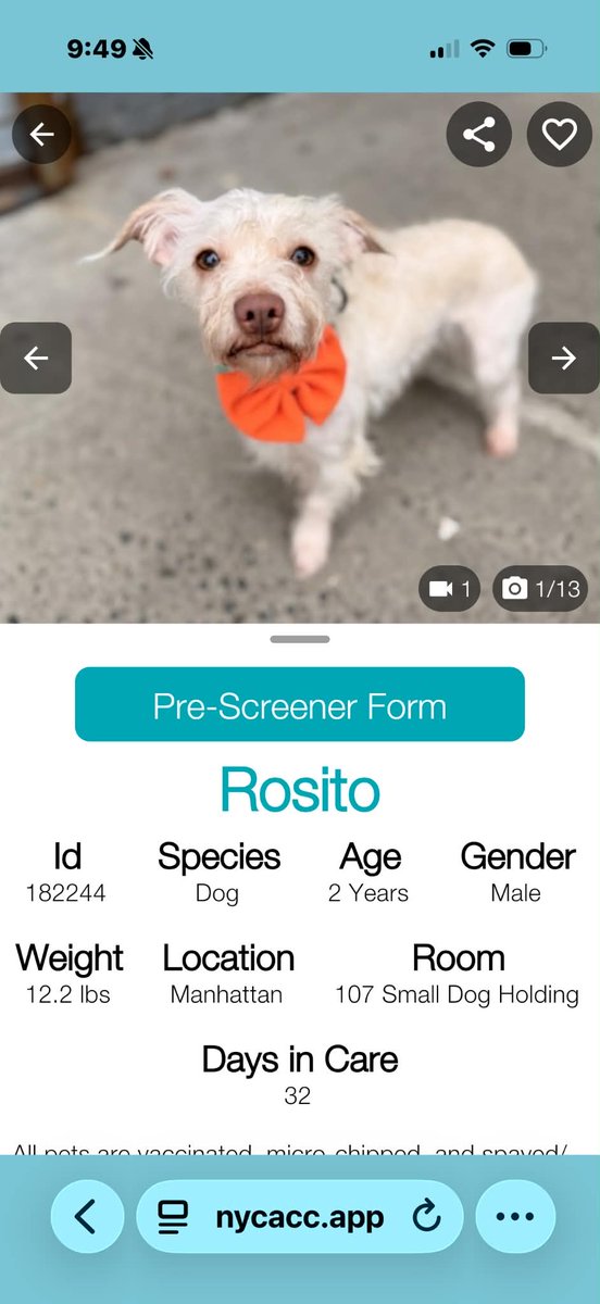 PoundHoundsResQ's tweet photo. Where are the small dog people?
The shelter has these two cuties we'd like to get to safe.
If you'd like to foster either or BOTH, please fill this out asap
https://t.co/4mDEeKX5Yp https://t.co/QkttDk3O4Y