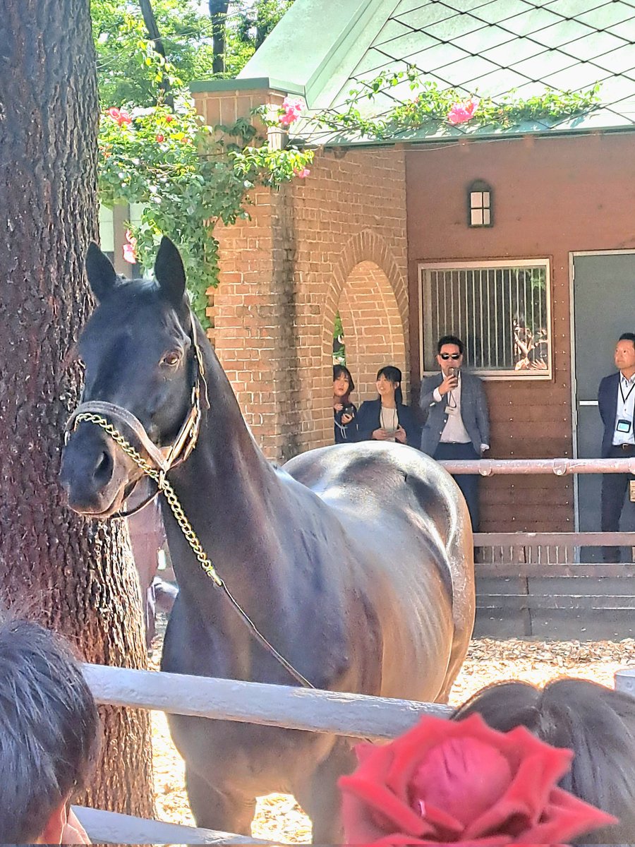 どんpay(Gentle)@競馬🐴 tweet media