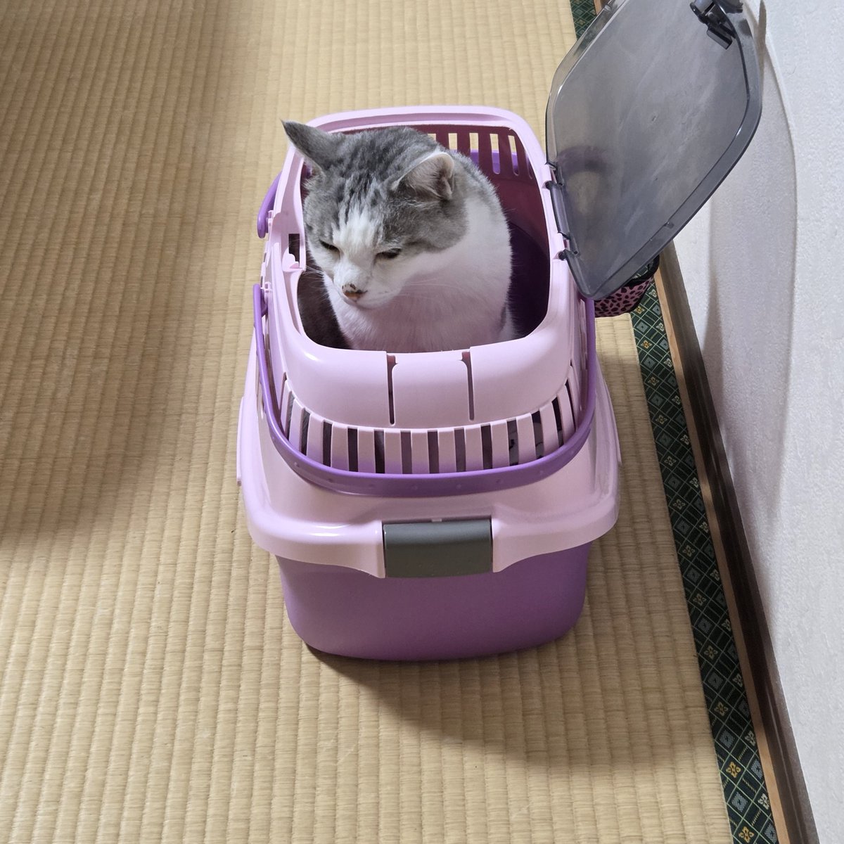 えみまろ★cat,cat,cat's!! tweet media