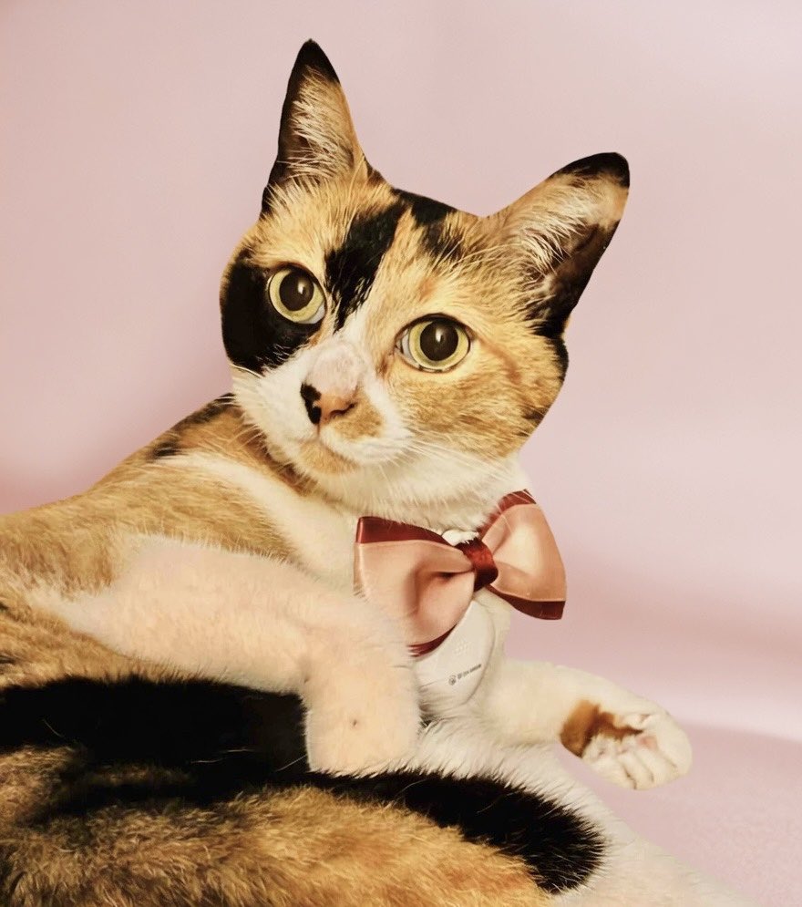 ミミ☆CalicoCat tweet media