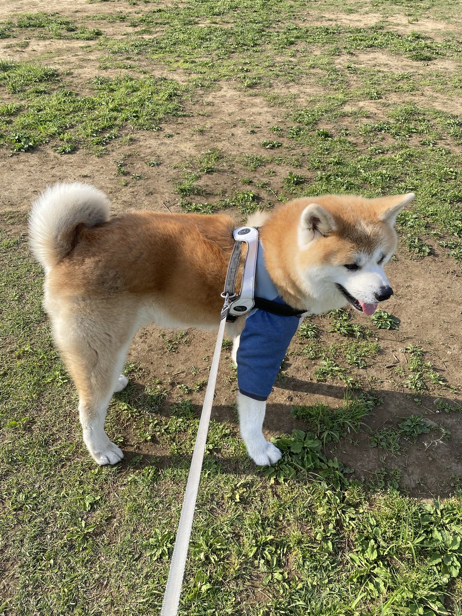 横山　剛@秋田犬 飛龍 tweet media
