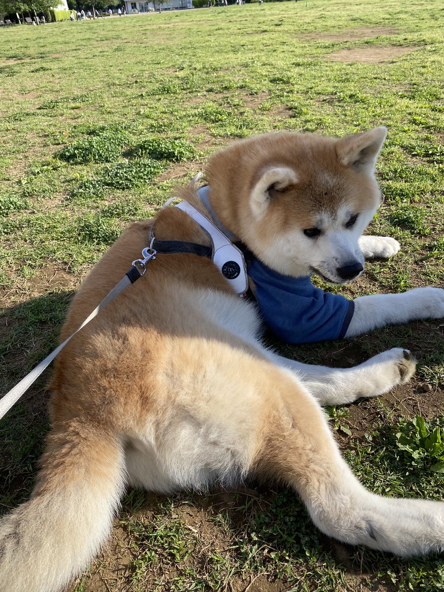 横山　剛@秋田犬 飛龍 tweet media