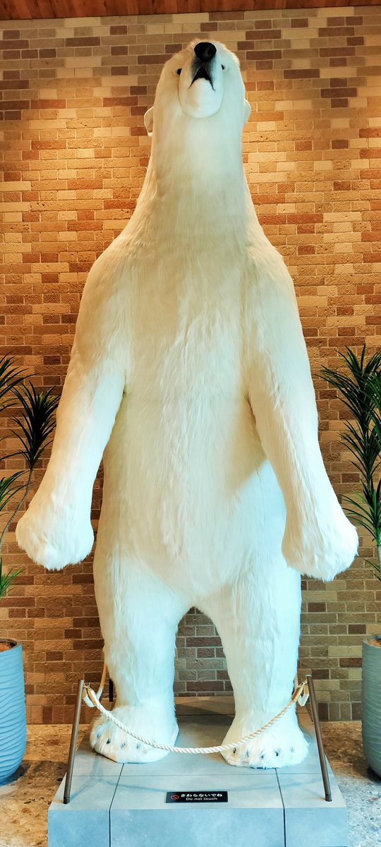 ホテル内🏨のロビーに “白熊🐻‍❄️” の “剥製” 発見😲💦！ #白熊 #白