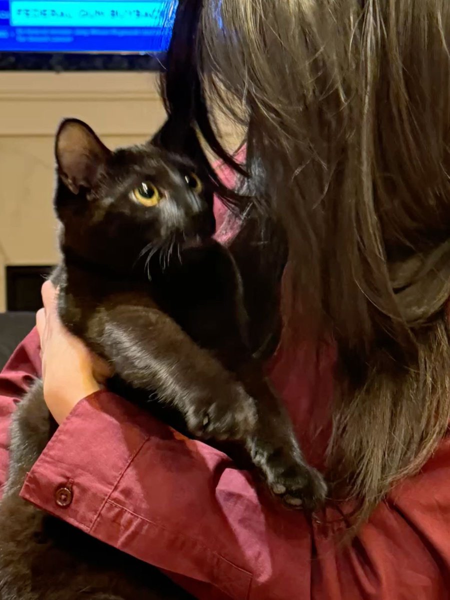 Black cats are not bad luck tweet media