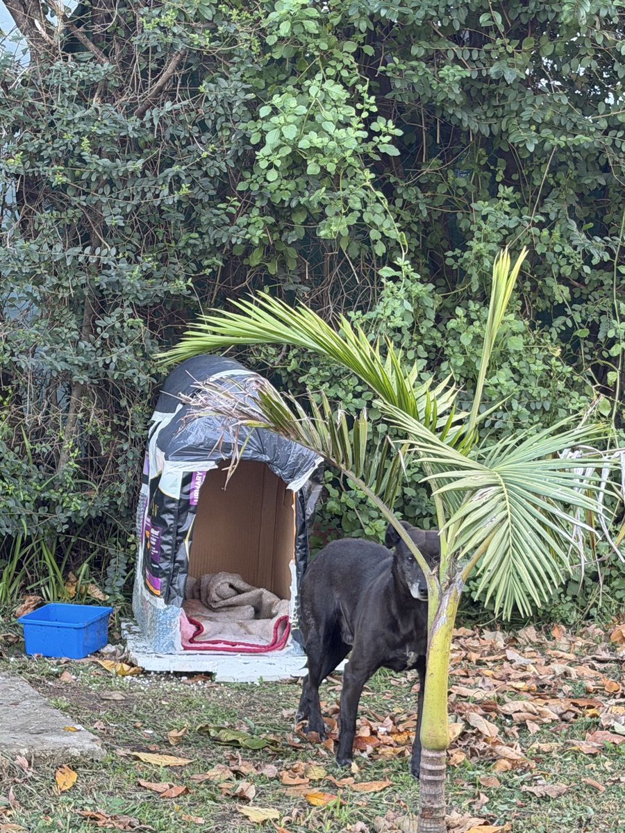 Alguien puede transitar o adoptar a este perrito? Está ahí solito con frío y lluvia. Zona Norte. Hay traslado.
