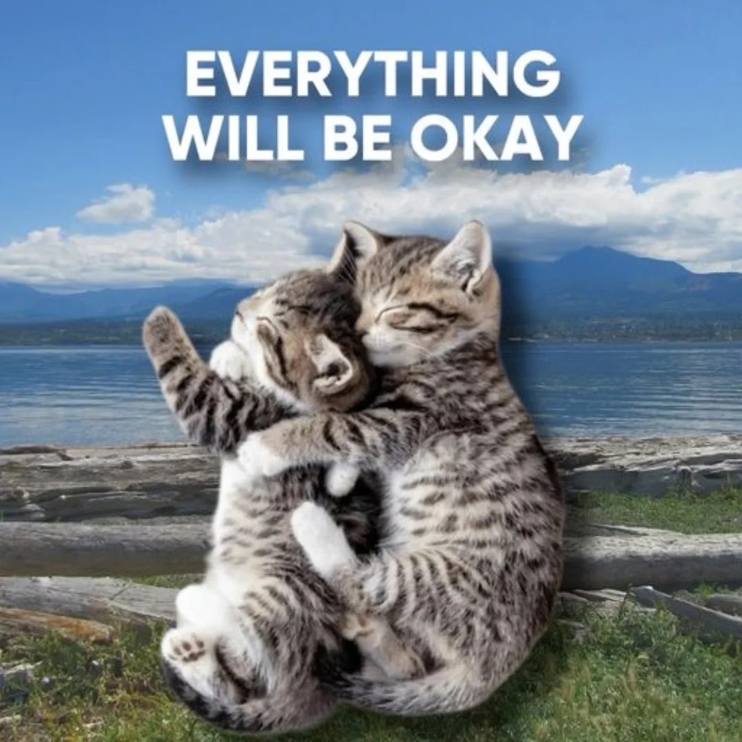 LiterallyMeCats tweet media
