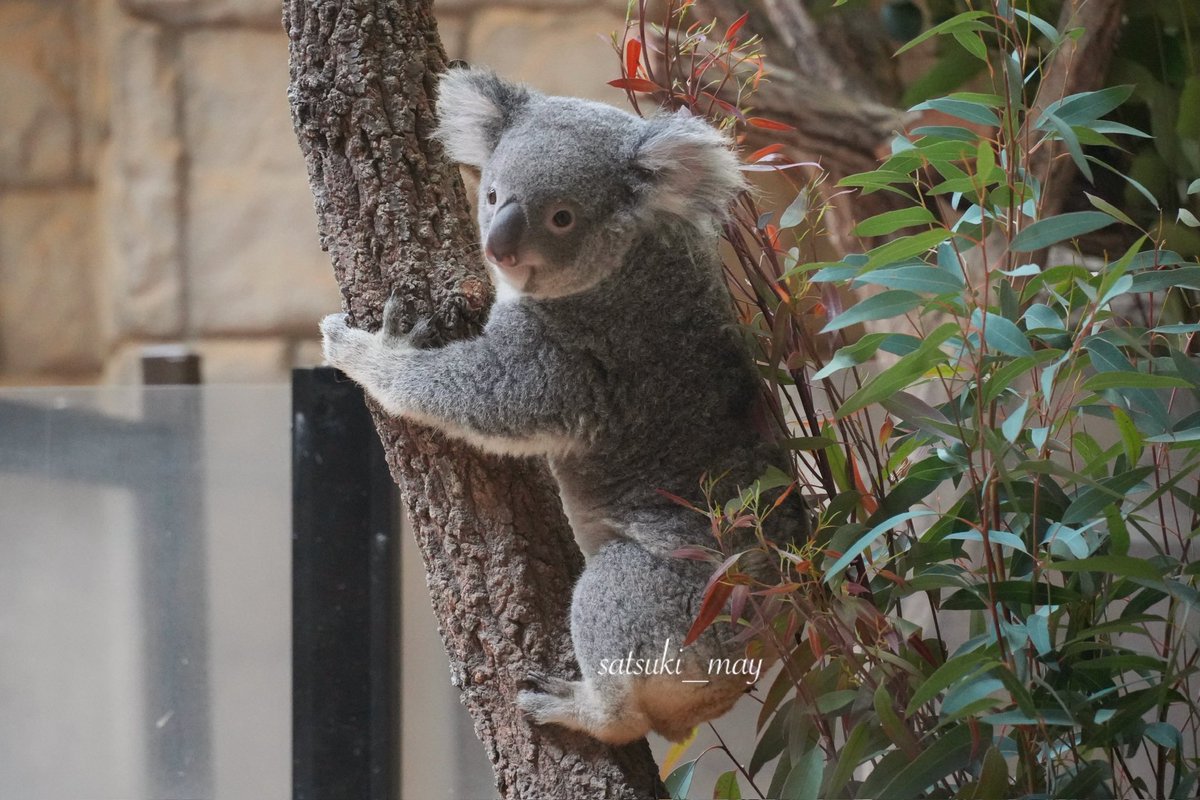 おもちちゃん🐨🤍✨☺️ #コアラ #おもち #東山動植物園