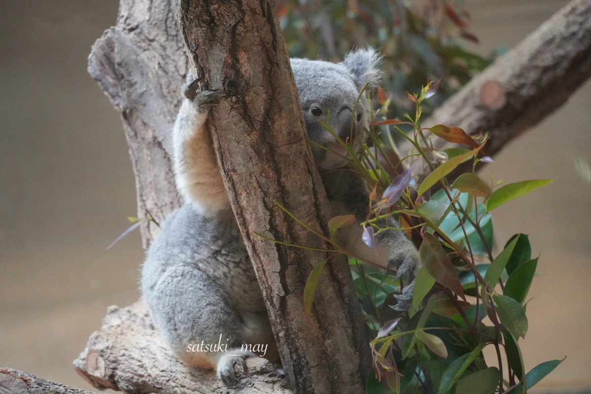 おもちちゃん🐨🤍✨☺️ #コアラ #おもち #東山動植物園