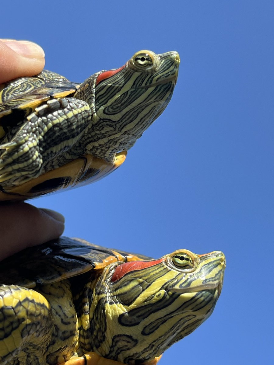 おはようございます😃🐢🐢 いい天気です☀️ 君たち🐢🐢イケてるね