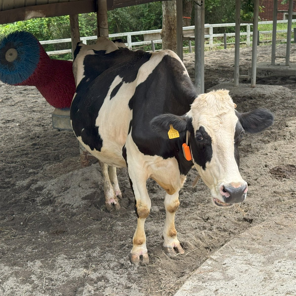 おはようございます。5月10日日曜日です。
気持ちのいい青空が広がっていて、動物園日和です。
本日はバターづくり体験があります。
詳細はHPをご覧ください。
parks.or.jp/sczoo/event/00…
＃ホルスタイン ＃バターづくり体験 ＃埼玉県こども動物自然公園