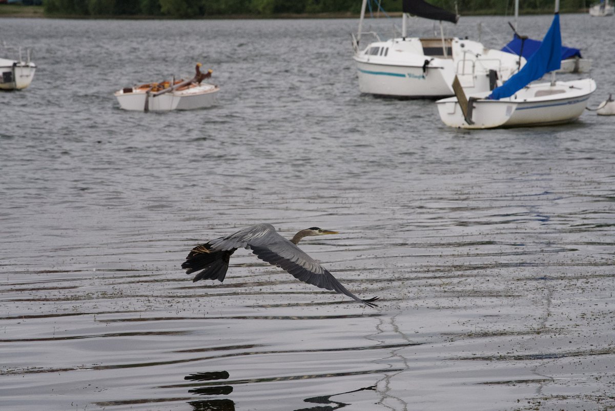 macktronics's tweet photo. Despite many attempts I’ve not been able to photograph another great blue heron in almost a year at this same lake.   Didn’t know how lucky I was at the time.  Such majestic water birds https://t.co/xvfSV3sYrI