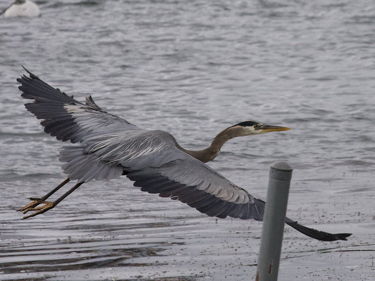 macktronics's tweet photo. Despite many attempts I’ve not been able to photograph another great blue heron in almost a year at this same lake.   Didn’t know how lucky I was at the time.  Such majestic water birds https://t.co/xvfSV3sYrI