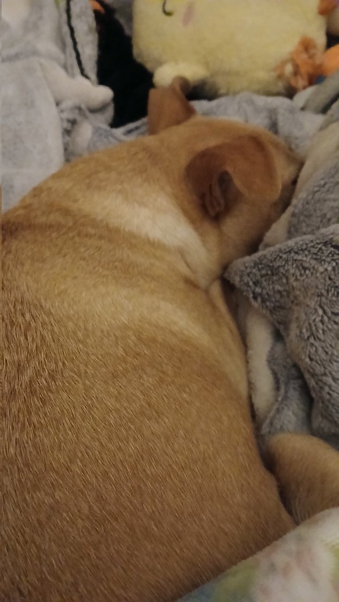 Chloe in Texas tweet media