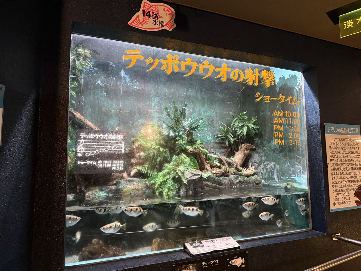 島瀬🐟 tweet media