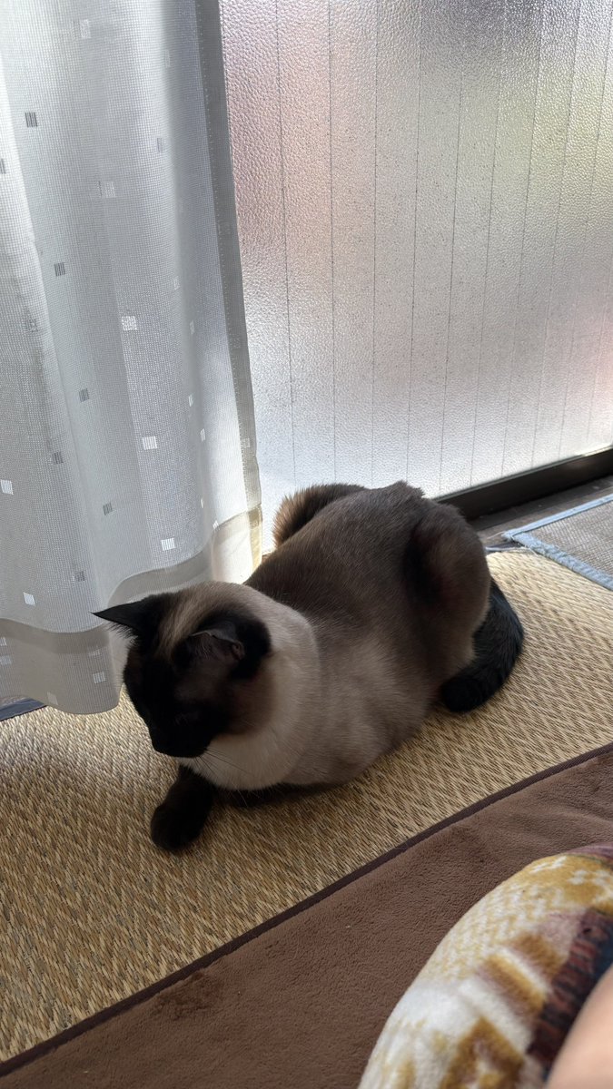 シャム猫
